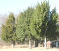 سرو کوهی